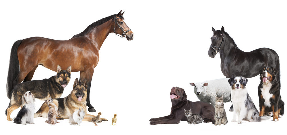 Welche Tierversicherungen brauchen Haustiere?