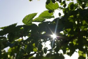 Nachhaltigkeit, ESG, Umwelt