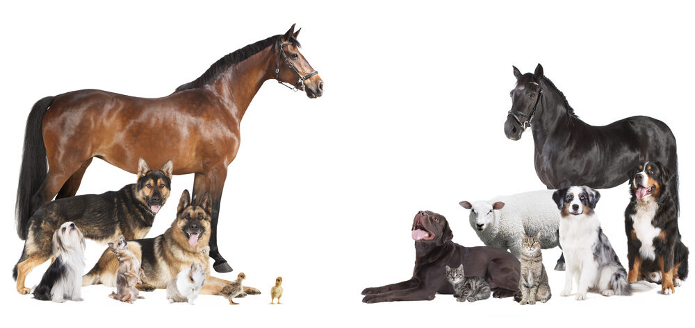 Tierversicherung, Hundeversicherung, Pferdeversicherung, Katzenversicherung