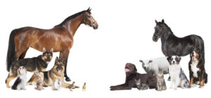 Tierversicherung, Hundeversicherung, Pferdeversicherung, Katzenversicherung