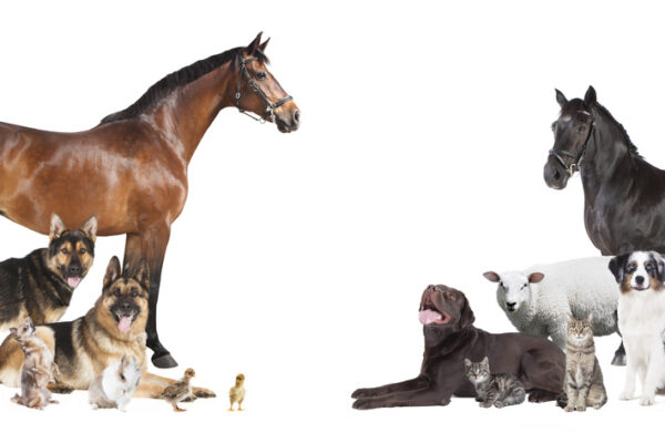 Tierversicherung, Hundeversicherung, Pferdeversicherung, Katzenversicherung