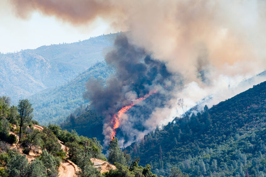 Wald, Feuer, Waldbrand, Forst